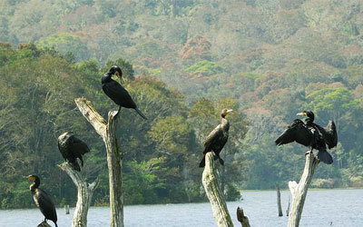 Image result for Periyar Wildlife Sanctuary images