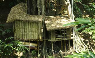 Shola periyar tree houses