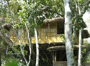 Shola periyar tree houses